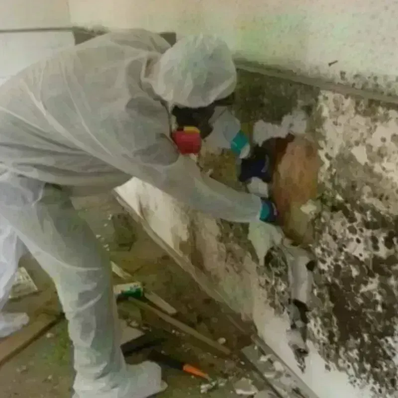 Mold Remediation and Removal in Brownsburg, IN